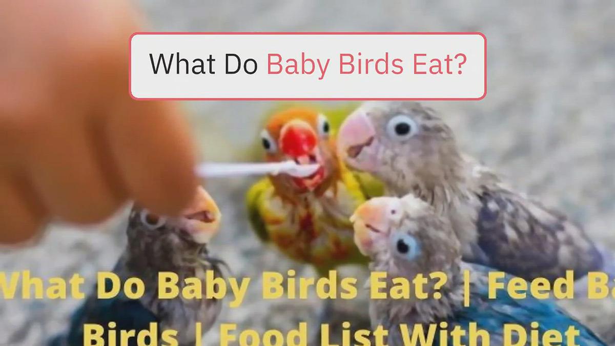 'Video thumbnail for What Do Baby Birds Eat? (Feeding Baby Birds)'