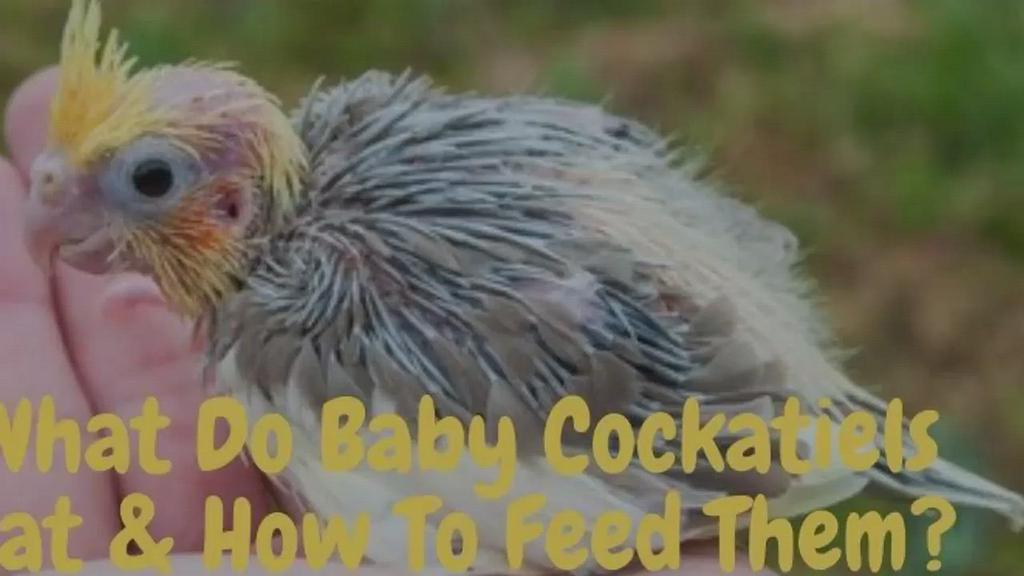 'Video thumbnail for What Do Baby Cockatiels Eat? (Foods & Feeding Tips)'