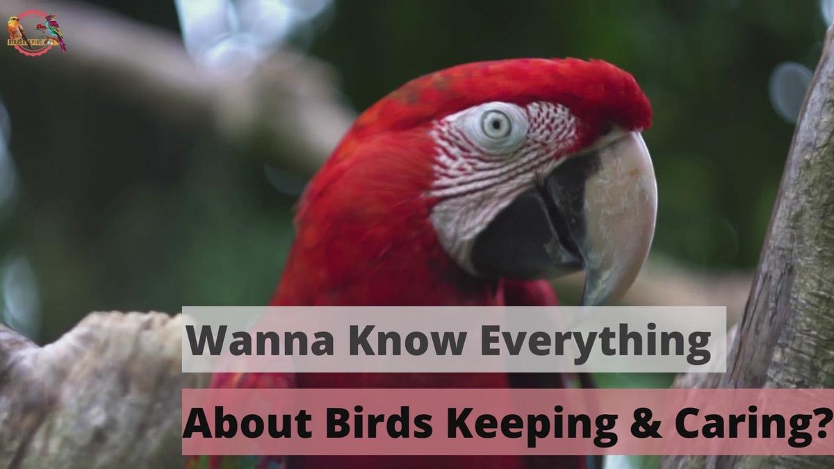 'Video thumbnail for Birds keeping'