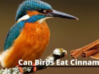 Can Birds Eat Cinnamon? (Is It Safe To Give Birds?)