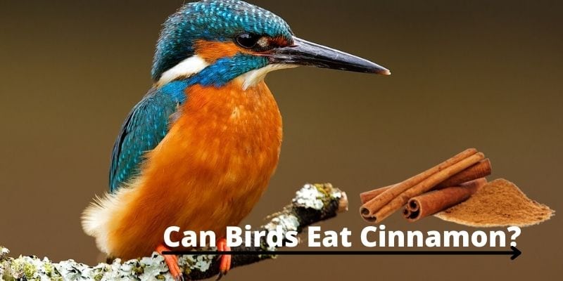 Can Birds Eat Cinnamon, do birds eat cinnamon, feeding birds cinnamon