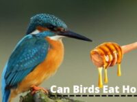 Can Birds Eat Honey? (Toxic OR Safe?)