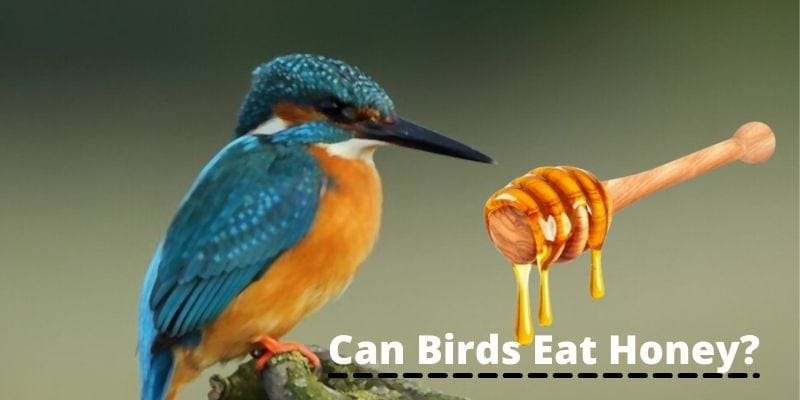 can birds eat honey, do birds eat honey