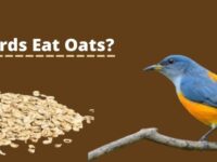 Can Birds Eat Oats? (Know The Facts)
