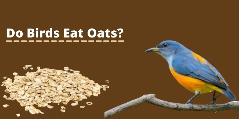 can birds eat oats
