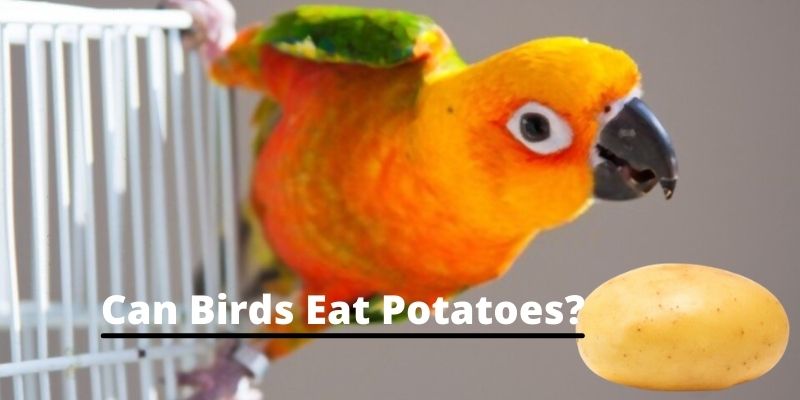 can birds eat potatoes