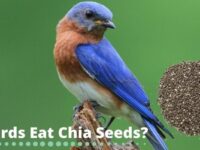 Can Birds Eat Chia Seeds? (Recommended or Not?)