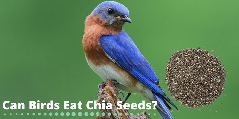 can birds eat chia seeds