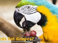 Can Birds Eat Grapes? (Recommended or Not?)