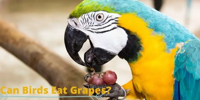can birds eat grapes