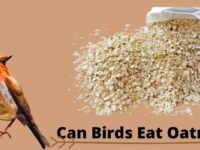 Can Birds Eat Oatmeal? (Toxic or Safe?)