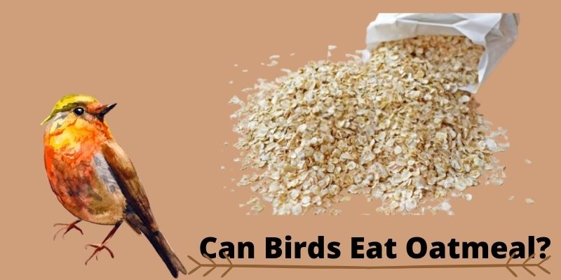 can birds eat oatmeal, do birds eat oatmeal