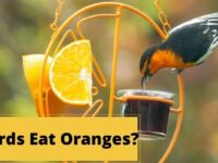 Can Birds Eat Orange? (Recommended or Not?)