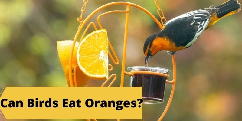 can birds eat oranges, feeding birds oranges, do birds eat orange