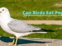 Can Birds Eat Popcorn? (Recommended or Not?)