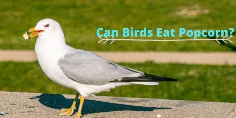 can birds eat popcorn, do birds eat popcorn, feeding birds popcorn