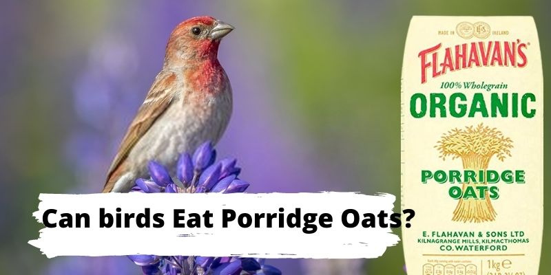 can birds eat porridge oats