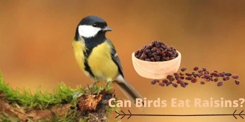 can birds eat raisins