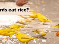 Can Birds Eat Rice? (Cooked or Uncooked?)