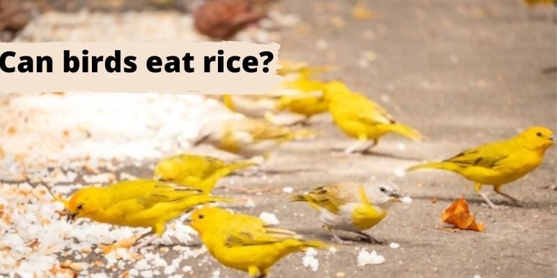 can birds eat rice, do birds eat rice, feeding birds rice