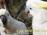 Can Birds Eat Almonds? (Safe or Toxic?)