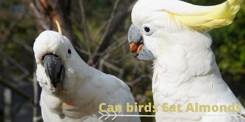 can birds eat almonds