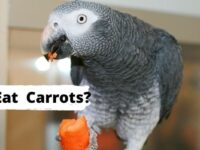 Can Birds Eat Carrots? (Are Carrots Safe For birds?)