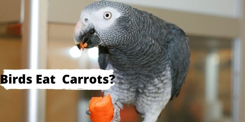 can birds eat carrots