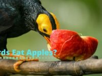 Do Birds Eat Apples? (Recommended or Not?)