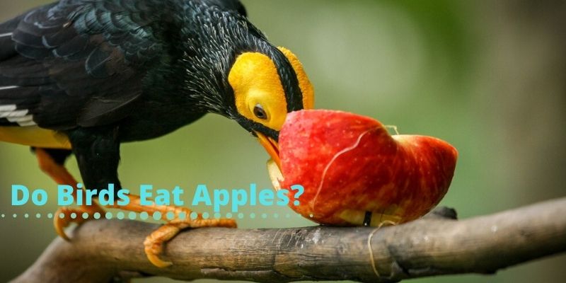 do birds eat apples