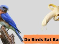 Can Birds Eat Bananas? (Dangerous or Safe?)