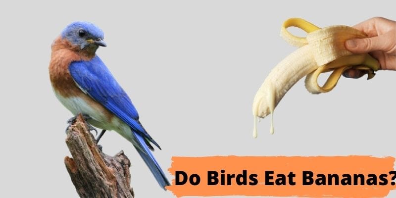 do birds eat bananas, can birds eat bananas