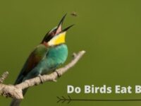 Do Birds Eat Bees? (List of Birds That Eat Bees?)