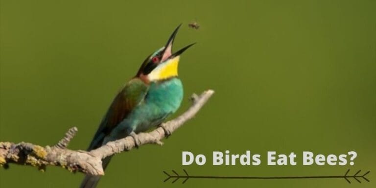 do-birds-eat-bees-list-of-birds-that-eat-bees