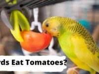 Do Birds Eat Tomatoes? (All You Need To Know)