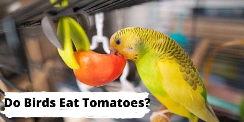 Do birds eat tomatoes