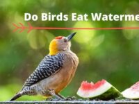 Do Birds Eat Watermelon? (Recommended or Not?)