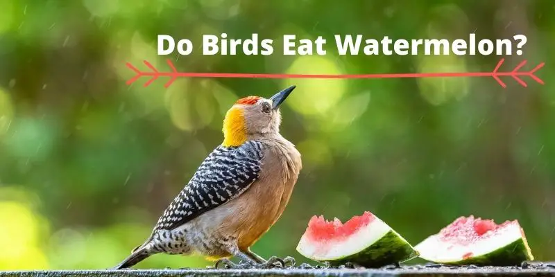 do birds eat watermelon