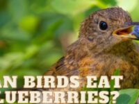 Can Birds Eat Blueberries? (Recommended or Not?)