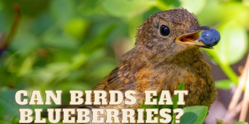 Can Birds Eat Blueberries? (Safe or Bad?)