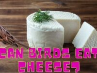 Can Birds Eat Cheese (is Cheese Safe For Them?)
