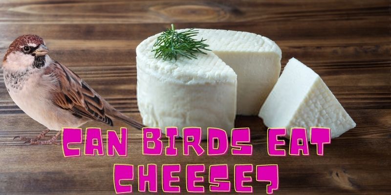 can birds eat cheese