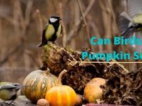 Can Birds Eat Pumpkin Seeds? (Safe or Bad?)