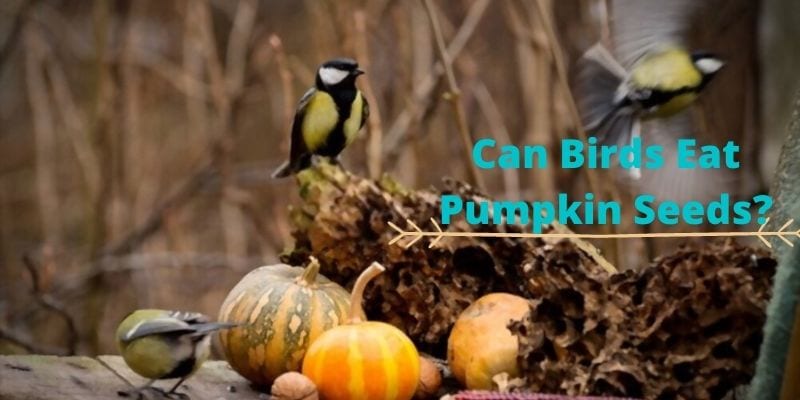 can birds eat pumpkin seeds, do birds eat pumpkin seeds