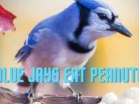Do Blue Jays Eat Peanuts? (Safe OR Toxic?)