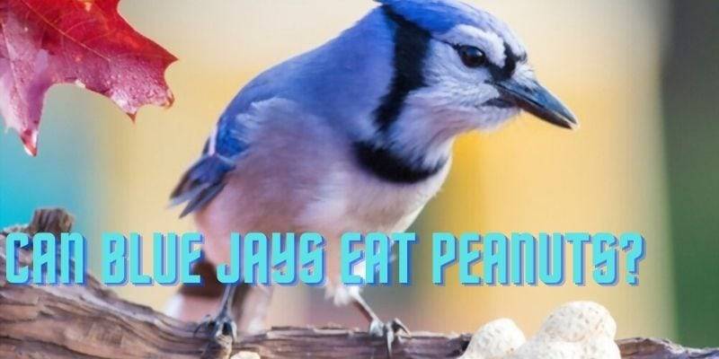 Can Blue Jays Eat Peanuts