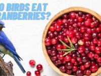 Do Birds Eat Cranberries & Do They Like To Eat Cranberries?