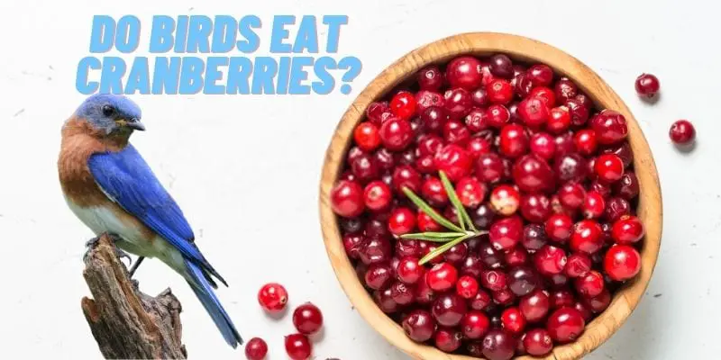 do birds eat cranberries
