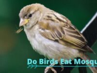 Do Birds Eat Mosquitoes? (Birds That Eat & Ways to Attract)