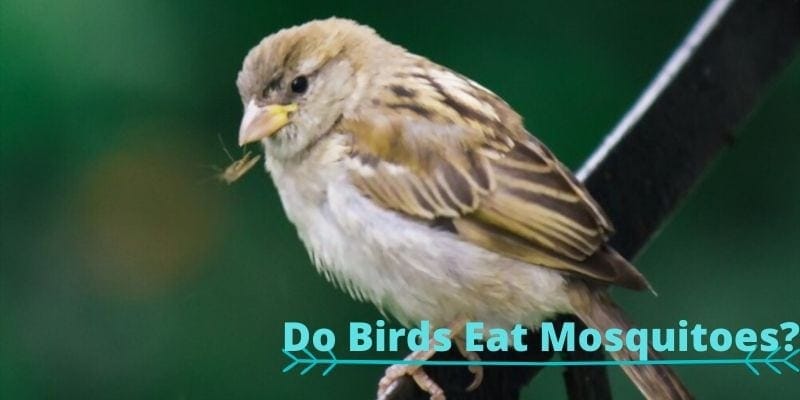 do birds eat mosquitoes